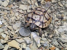 Черепаха Никольского (средиземноморская черепаха) 005